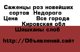 Саженцы роз новейших сортов. Недорого. › Цена ­ 350 - Все города  »    . Кировская обл.,Шишканы слоб.